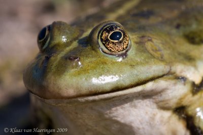 Meerkikker / Lake Frog