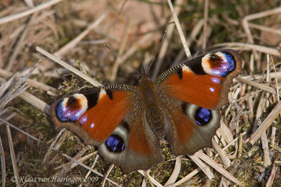 Dagpauwoog - Peacock Butterfly - Inachis io