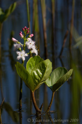 Waterdrieblad - Bogbean - Menyanthes trifoliata
