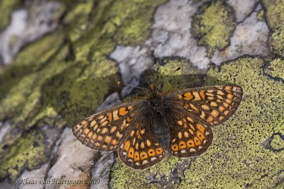 Moerasparelmoervlinder - Marsh Fritillary - Euphydryas aurinia debilis