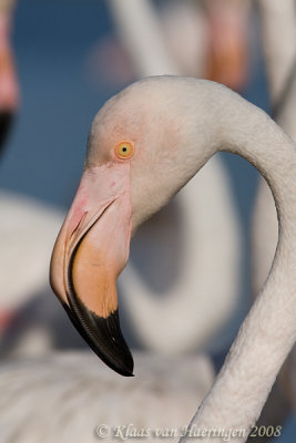 Flamingo - Greater Flamingo - Phoenicopterus roseus