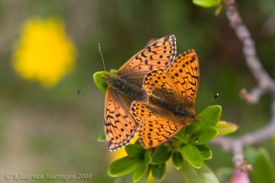Herdersparelmoervlinder - Shepherd's Fritillary - Boloria pales