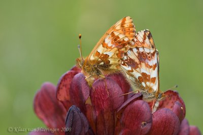 Herdersparelmoervlinder - Shepherd's Fritillary - Boloria pales