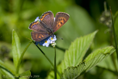 Blauwe vuurvlinder - Violet Copper - Lycaena helle