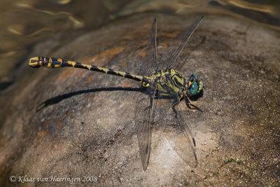 Grote tanglibel - Large Pincertail - Onychogomphus uncatus