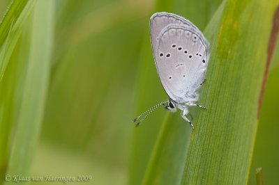 Dwergblauwtje - Little Blue - Cupido minimus
