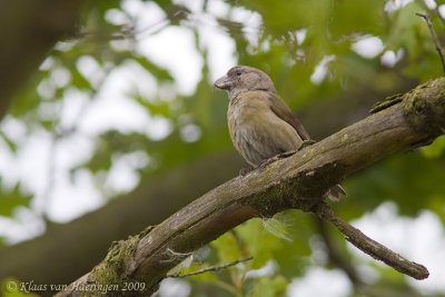 Kruisbek / Common Crossbill