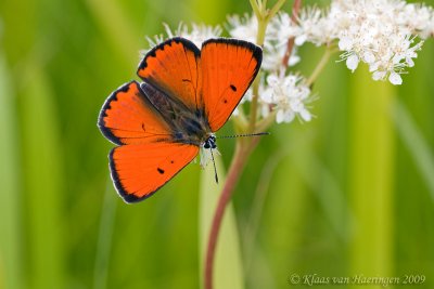 Grote vuurvlinder - Large Copper Butterfly - Lycaena dispar batava