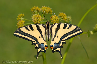 Zuidelijke koninginnepage - Southern Swallowtail - Papilio alexanor eitschbergeri