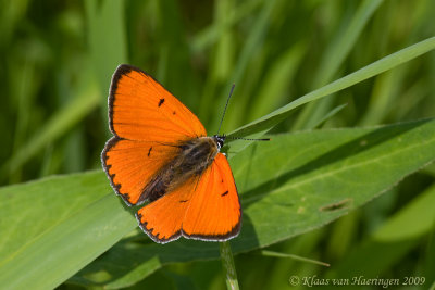 Grote vuurvlinder / Large Copper Butterfly