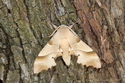 Eikenpijlstaart / Oak Hawk-moth