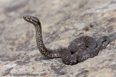 Aspisadder - Asp Viper - Vipera aspis