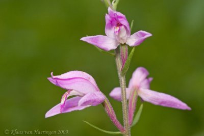 Rood bosvogeltje - Red helleborine - Cephalanthera rubra