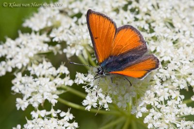 Rode vuurvlinder - Purple-edged Copper - Lycaena hippothoe