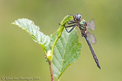 Taigaglanslibel - Alpine Emerald - Somatochlora alpestris