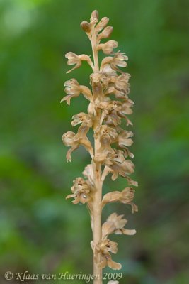 Vogelnestje - Bird's-nest orchid - Neottia nidus-avis