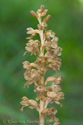 Vogelnestje - Bird's-nest orchid - Neottia nidus-avis