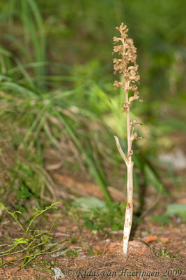 Vogelnestje - Bird's-nest orchid - Neottia nidus-avis