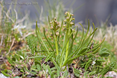 Dwergorchis - False Musk Orchid - Chamorchis alpina