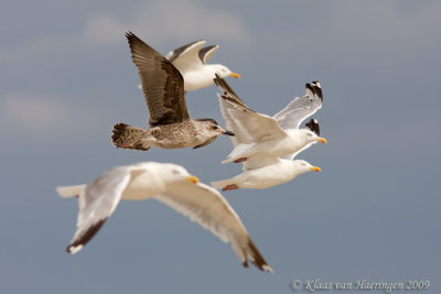 Zilvermeeuw - Herring Gull