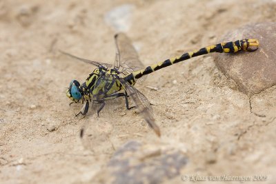 Grote tanglibel - Large Pincertail - Onychogomphus uncatus