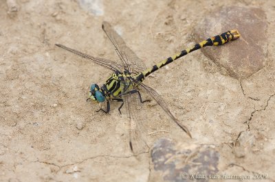 Grote tanglibel - Large Pincertail - Onychogomphus uncatus