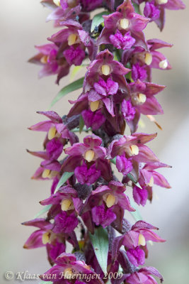 Bruinrode wespenorchis - Dark-red Helleborine - Epipactis atrorubens