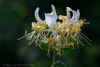 Wilde Kamperfoelie - Common Honeysuckle - Lonicera periclymenum