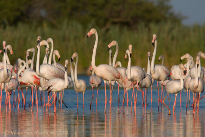 Flamingo - Greater Flamingo - Phoenicopterus roseus