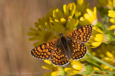 Veldparelmoervlinder - Glanville Fritillary - Melitaea cinxia