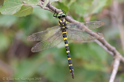 Gewone bronlibel / Golden-ringed dragonfly
