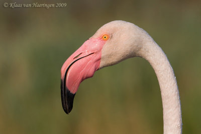 Flamingo - Greater Flamingo - Phoenicopterus roseus