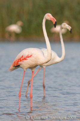 Flamingo - Greater Flamingo - Phoenicopterus roseus