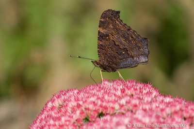 Dagpauwoog - Peacock Butterfly - Inachis io