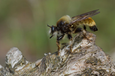 Ruige Roofvlieg - Robber Fly - Laphria flava