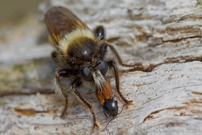 Ruige Roofvlieg - Robber Fly - Laphria flava