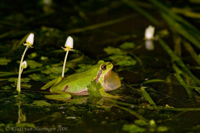Boomkikker - Common Tree Frog - Hyla arborea