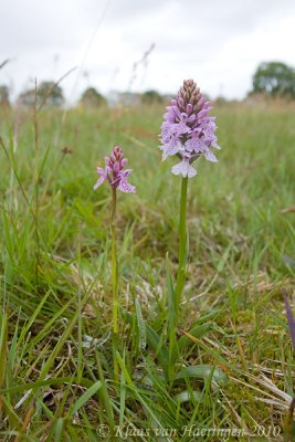 Gevlekte orchis / Heath Spotted-orchid