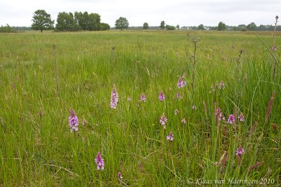 Gevlekte orchissen / Heath Spotted-orchids