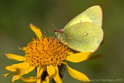 Veenluzernevlinder - Moorland Clouded Yellow - Colias palaeno