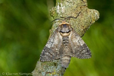 Wilgenhoutrups - Goat moth - Cossus cossus