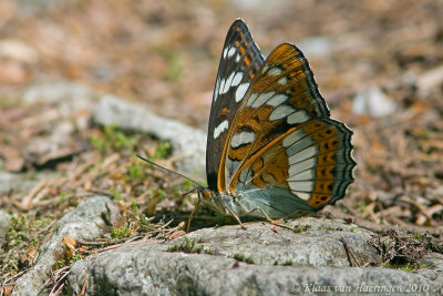 Grote ijsvogelvlinder - Poplar Admiral - Limenitis populi