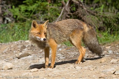 Vos - Red Fox - Vulpes vulpes