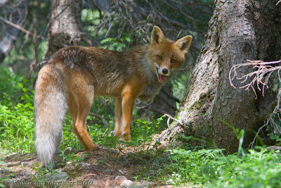 Vos - Red Fox - Vulpes vulpes