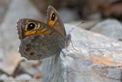 Rotsvlinder - Large Wall Brown - Lasiommata maera