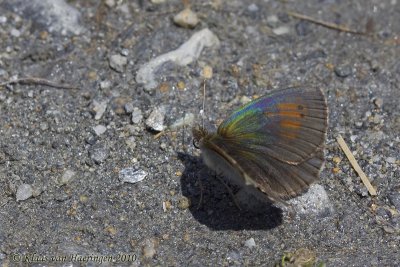 Zwitserse glanserebia - Swiss Brassy Ringlet - Erebia tyndarus