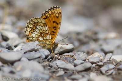 Bosparelmoervlinder - Heath Fritillary - Melitaea athalia