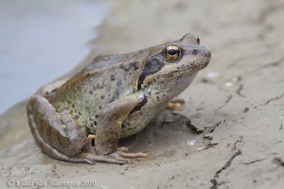 Bruine kikker - Common Frog - Rana temporaria