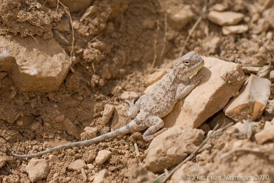 Horn-Scaled Agama - Trapelus ruderatus