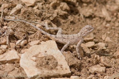 Horn-Scaled Agama - Trapelus ruderatus